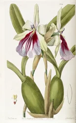 Miltonia spectabilis